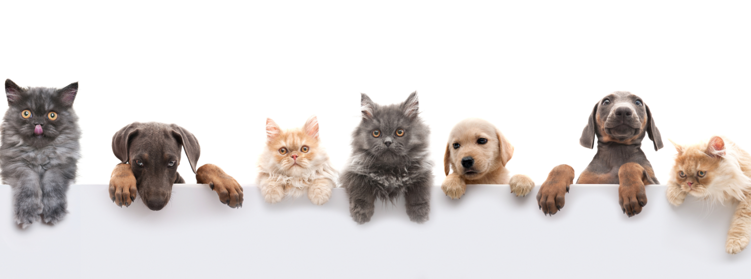 Tengo mascota en casa, ¿luz encendida o apagada?