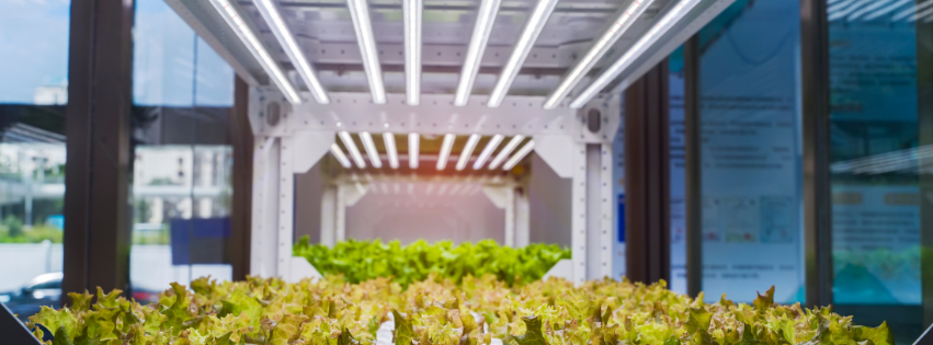 Duplica el Crecimiento de Tus Plantas con Luces LED: La Revolución en Horticultura